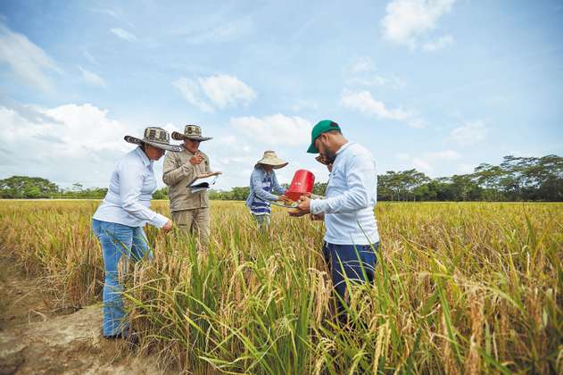 Pequeños productores de arroz tendrán una planta procesadora en Huila