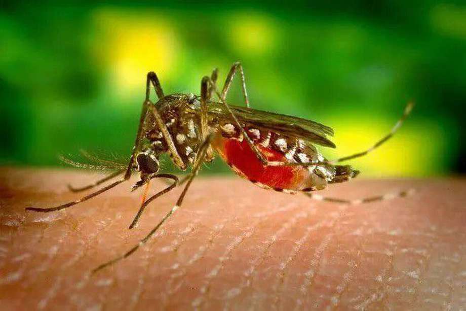 Este es el mosquito Aedes aegypti transmisor del dengue.