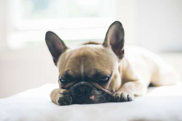 Moquillo en perros: qué es y cuáles son los síntomas