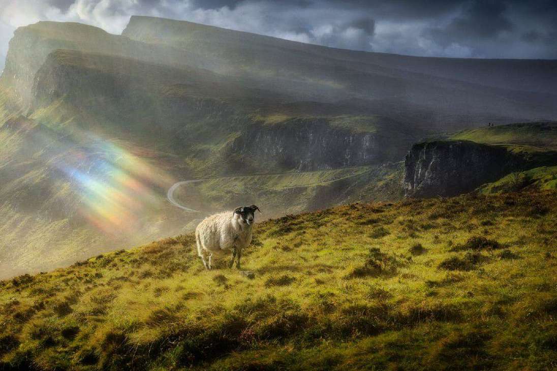 Ducha de sol de Calvin Downe muestra cómo un arco iris brilla directamente sobre una oveja en la Isla de Skye, en Escocia.