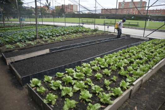 La huerta orgánica que tiene el colegio San Jorge, en Bogotá, produce el 70 % de 18 vegetales que se consumen en el colegio. 
 / / Óscar Pérez