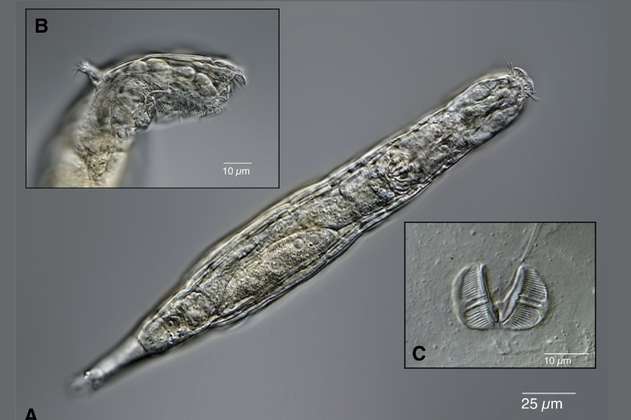 “Escándalo evolutivo”: organismos de 24.000 años que están congelados aún pueden reproducirse 