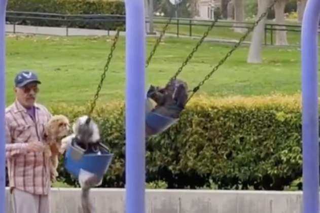 (Video) Abuelito conmueve a usuarios en redes al jugar con sus perros en un parque