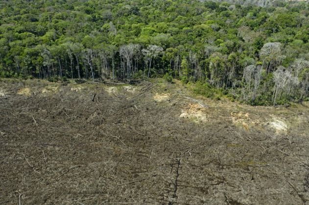 “Deforestación dejará de ser un delito excarcelable”: Duque