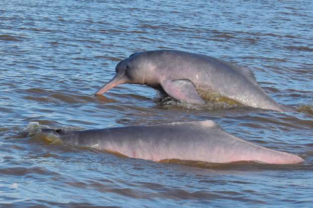 Los puntos donde están cazando el delfín rosado del Amazonas