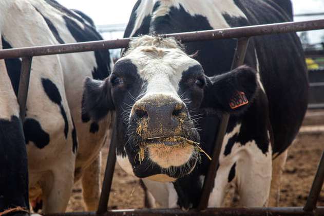 En EE.UU., la gripe aviar llegó a algunas vacas. ¿Qué puede aprender Colombia?