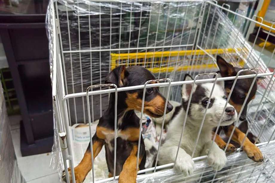 Dos de los caninos que fueron rescatados murieron por neumonía y desnutrición.