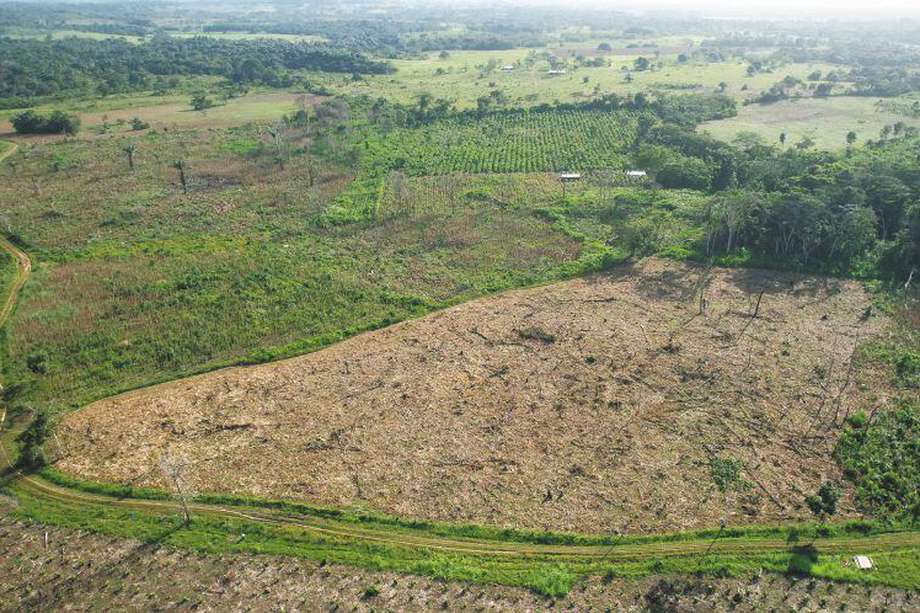 Imagen de referencia.  En 2023, la deforestación en Colombia habría disminuido entre un 25 a un 35 % frente a 2022. 