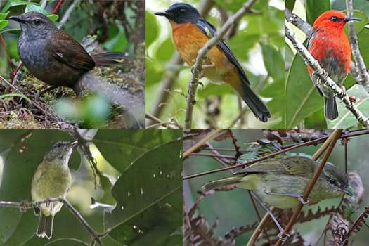 Estas son algunas de las especies y subespecies de aves descubiertas en varias islas de Indonesia.  / Agencia SINC -  Philippe Verbelen, James Eaton/Birdtour Asia
