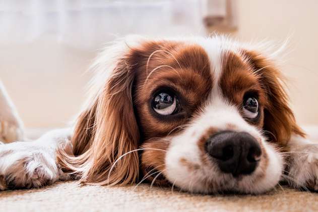 11 razas de perros pequeños, ideales para vivir en apartamentos