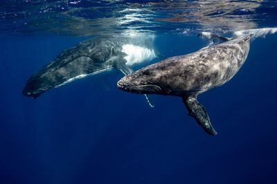 Así es como la fibra óptica submarina permite escuchar a las ballenas