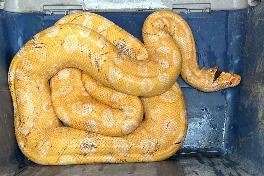 La anaconda es una de las serpientes más grandes del mundo, superada solamente por la pitón reticulada (Python reticulatus), la cual es más larga.