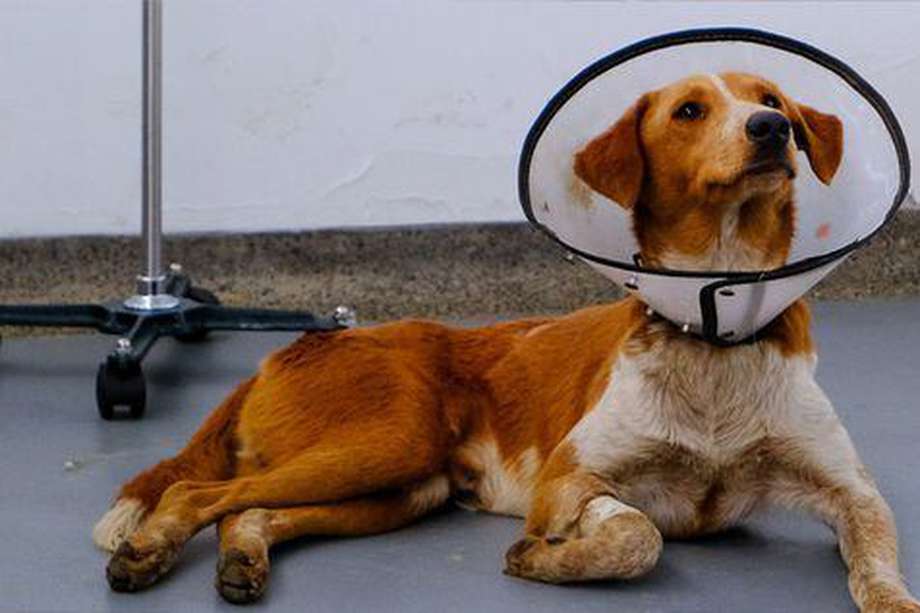 Un perro de nombre Firulais, de aproximadamente dos años, fue víctima de un ataque con arma de fuego.