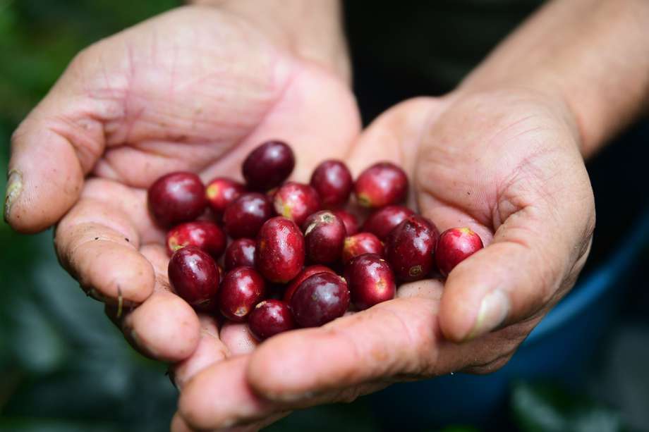 Se destinarán $70.000 millones para los campos del café.
