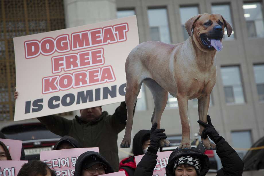 Comer carne de perro se ha vuelto tabú entre los jóvenes asiáticos, y crece la presión de defensores de los derechos de los animales por prohibirlo. 