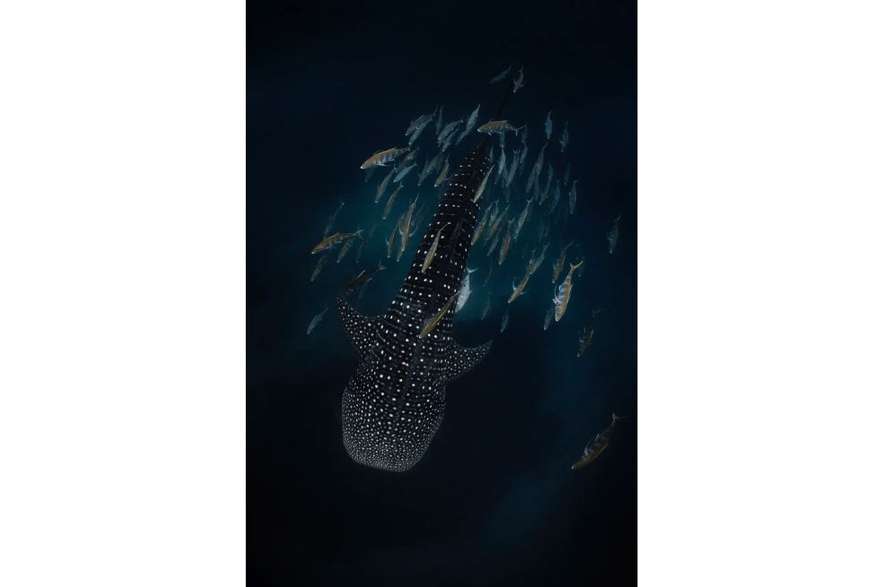 Un tiburón ballena y compañía, en Australia occidental.