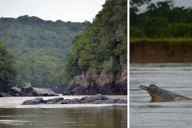 Expedición científica en el Meta registró 51 delfines de río 