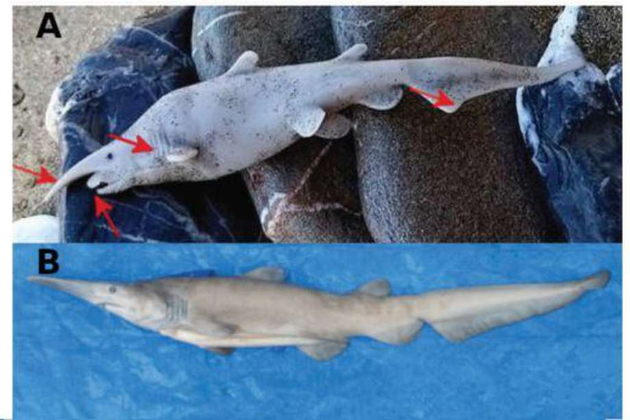 Los tiburones duende son peces de aguas profundas con mandíbulas protuberantes.