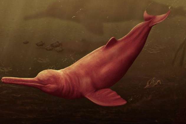 Descubren un delfín gigante que habitó hace 16 millones de años en la Amazonía