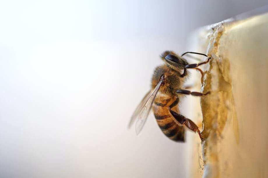 Las abejas fueron extraídas en varios días y reubicadas en un santuario.