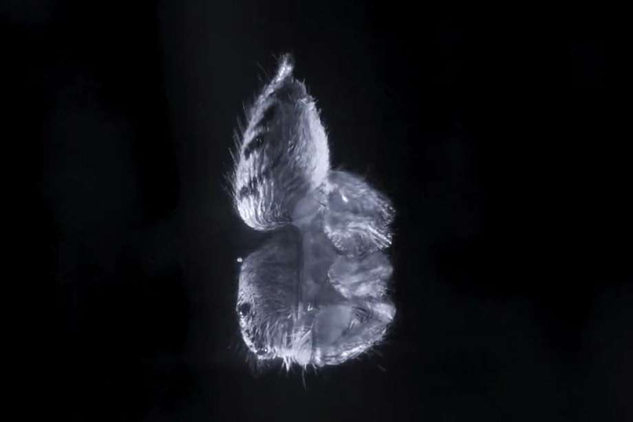 Araña saltadora mientras era grabada con una cámara infrarroja.