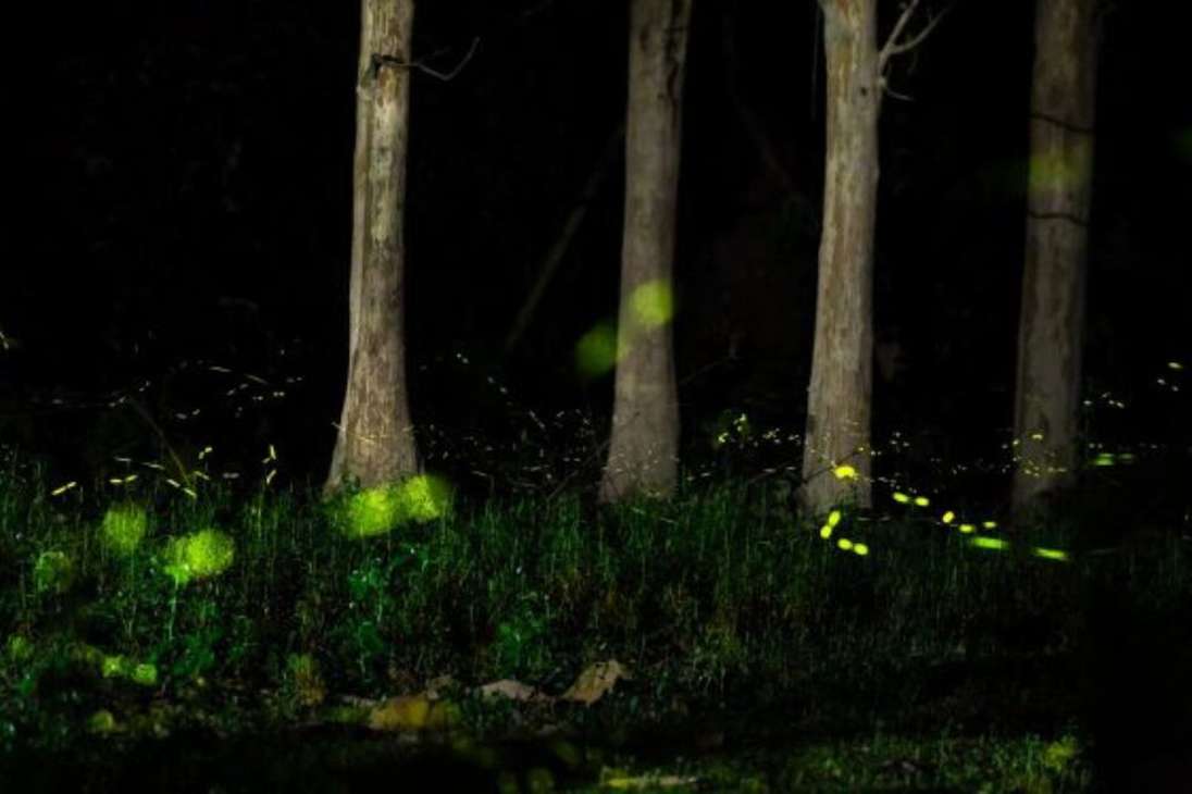 Las brillantes luces verdes de un enjambre de luciérnagas creadas resplandecen sobre la hierba verde intenso del suelo del bosque, en Kaziranga, Assam, India.
