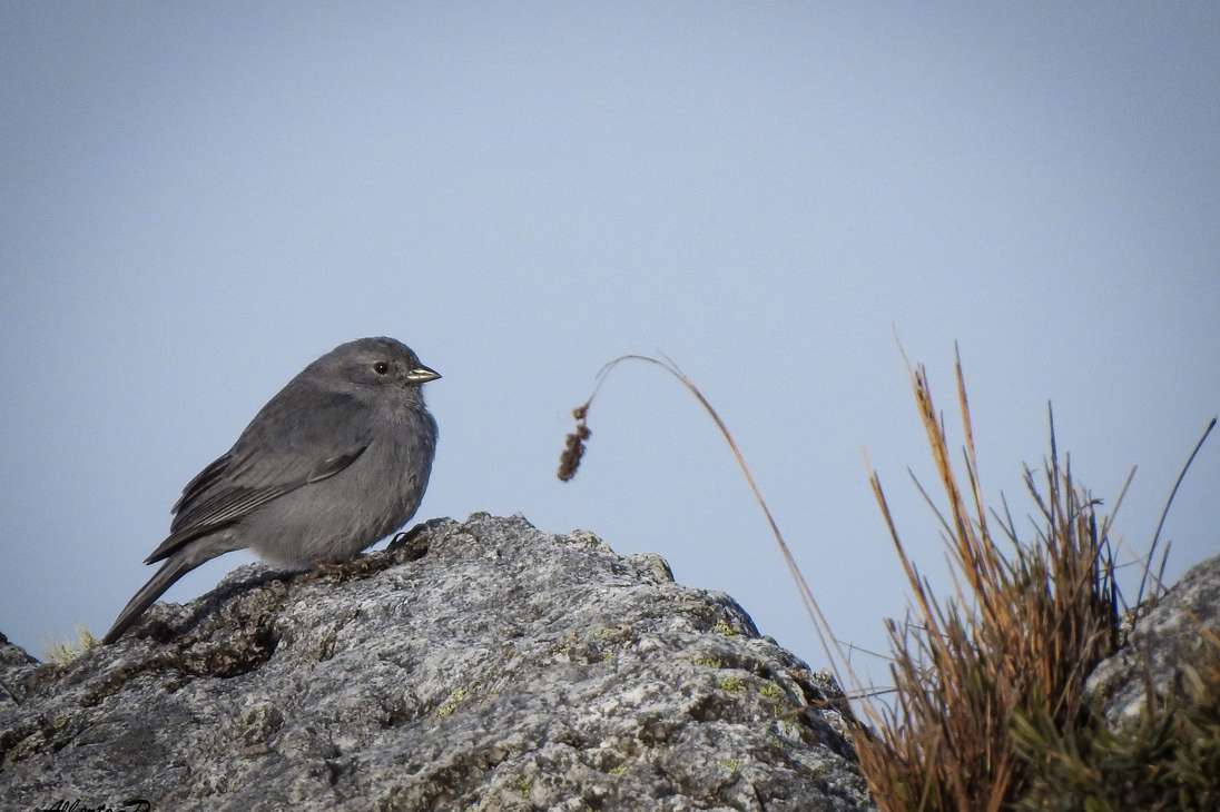 Esta ave busca pequeñas bandadas alimentándose en el suelo en pastizales y áreas rocosas abiertas, usualmente en elevaciones arriba de los 3,000 m, pero desciende mucho más bajo en el sur de Suramérica.