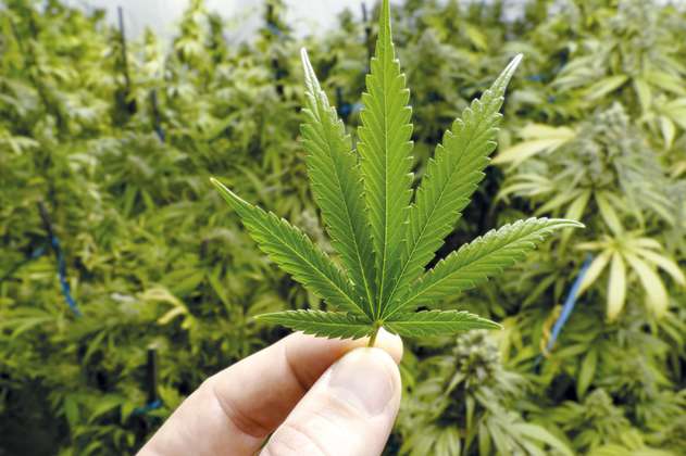 Flora Growth Corp, la empresa de cannabis que ingresó a la bolsa de valores Nasdaq