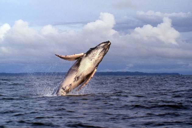 Llegaron las ballenas jorobadas al Pacífico colombiano