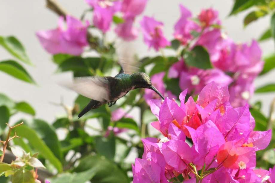 Algunas especies vegetales dependen únicamente de la polinización de los colibríes para su supervivencia. 