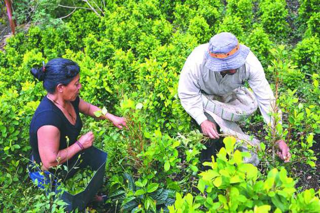 “Al terminar el año, todos los parques nacionales van a estar libres de coca”: Santos
