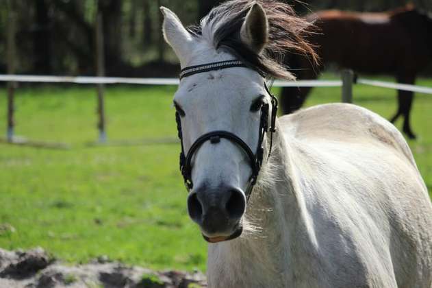 ¿Cómo saber si un caballo está estresado? Científicos creen que la respuesta está en sus ojos