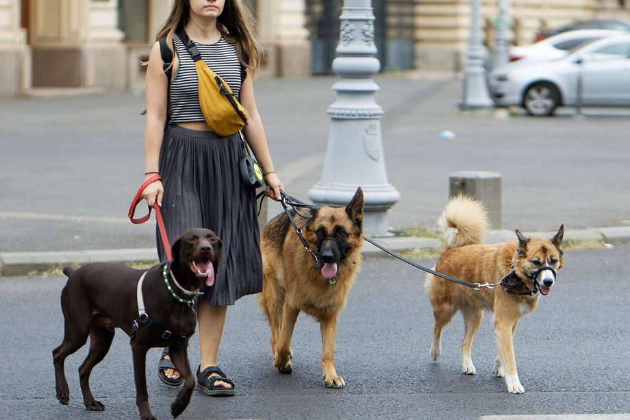 Las nuevas reglas establecen que una persona no puede sacar más de seis perros al mismo tiempo.
