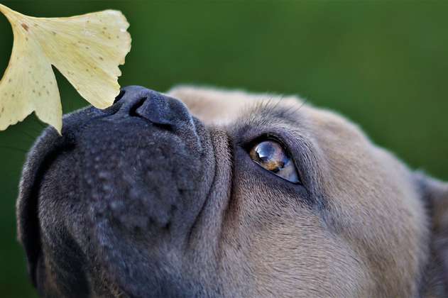 ¿Por qué los perros huelen la parte íntima de las personas?