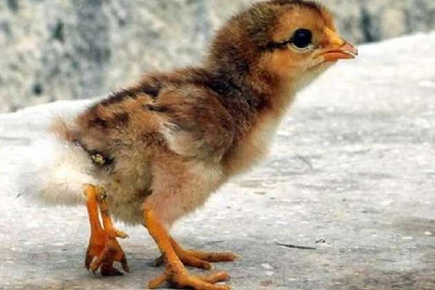Nace pollito de cuatro patas en una comunidad rural en Cuba
