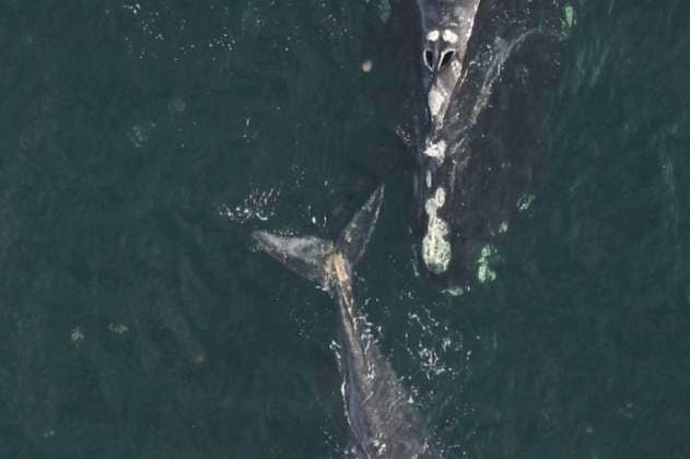 Investigan muerte de ballena franca en Estados Unidos