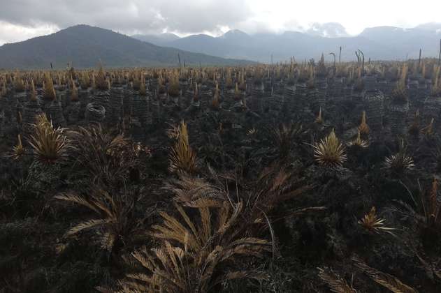Incendio arrasó con 80 hectáreas del Páramo La Cocha-Patascoy, en Nariño