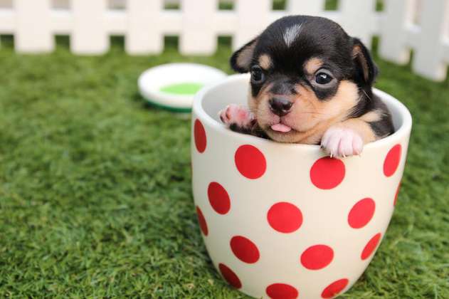 Perros tacita de té: características y curiosidades de esta raza de perros