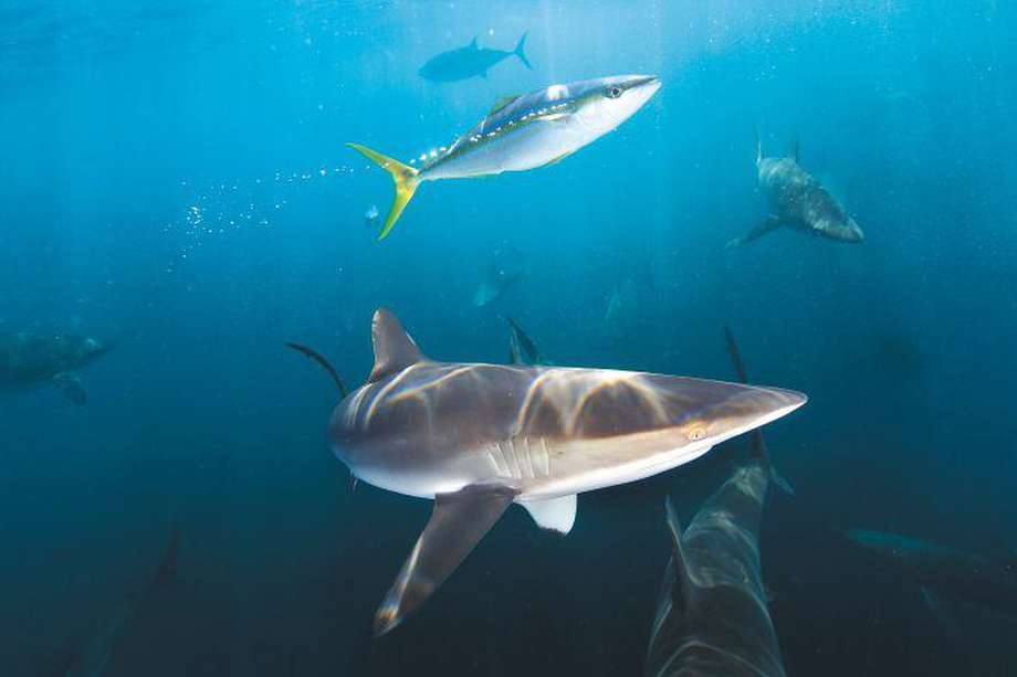 En Colombia hay 76 especies de tiburones y 62 de rayas. / Bernard Radvaner