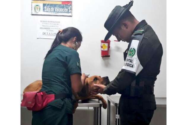 Nuevo caso de maltrato animal: conductor pasa sobre la cabeza de un perro en Santander