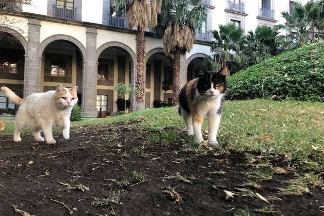 ¿Por qué 19 gatos callejeros podrán vivir para siempre en el palacio presidencial de México?