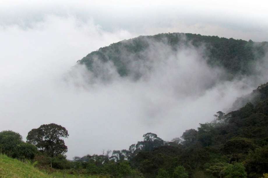 Bosque de niebla en Soacha