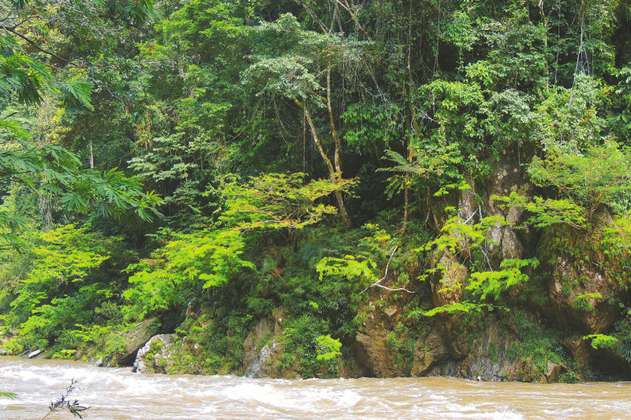 Preocupa el destino de las plantas del río Samaná en Antioquia 