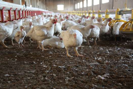 Los virus de la influenza aviar son muy variables y altamente contagiosos. 