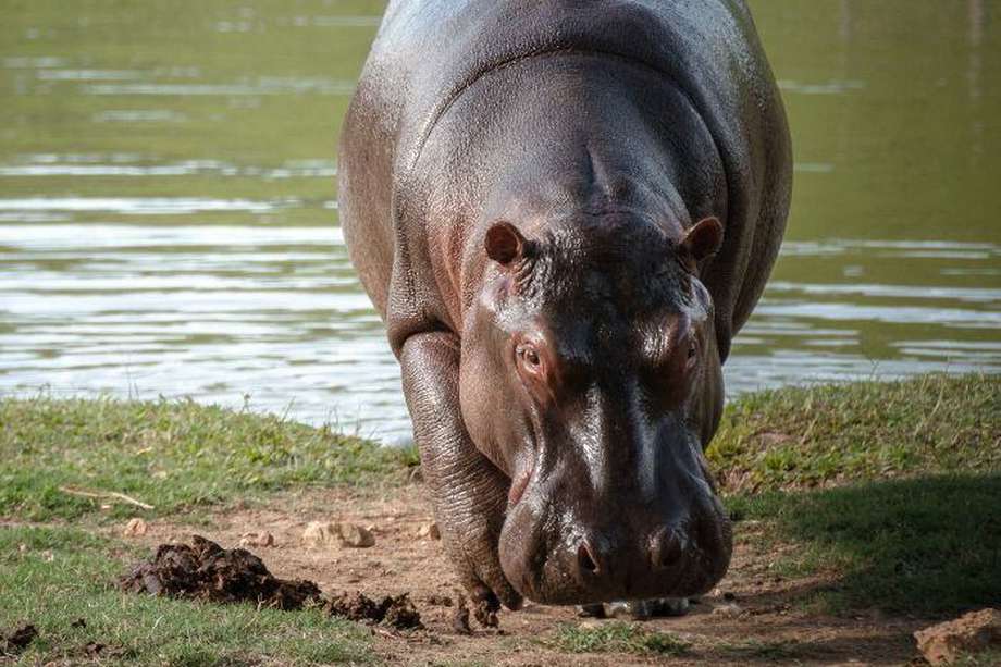 El santuario Ostok manifestó su interés en trasladar 10 hipopótamos del Magdalena Medio a México.