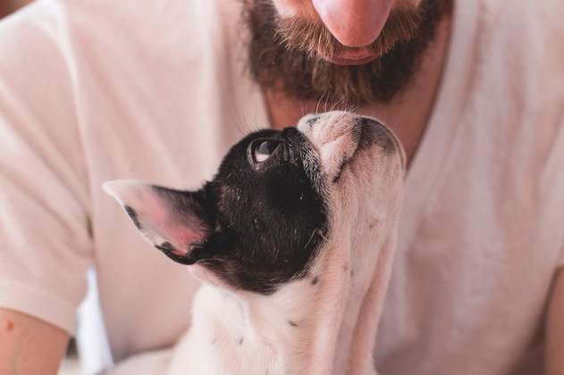 4 ventajas de llevar a tu perro a la oficina
