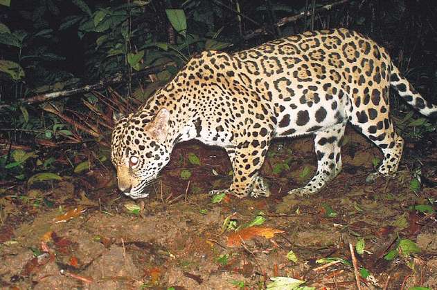"Sí es posible convivir con jaguares y al mismo tiempo protegerlos"
