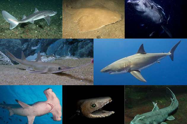El evento, hasta ahora desconocido, que extinguió al 90% de los tiburones