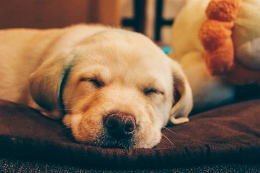 Que tu perro duerma junto a ti podría ayudar a mejorar el sueño. 