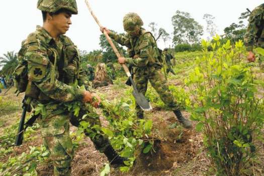 En los primeros cuatro meses del año, el Estado colombiano erradicó 17.300 hectáreas de cultivos ilícitos, 6.500 menos que en el mismo periodo de 2019. 